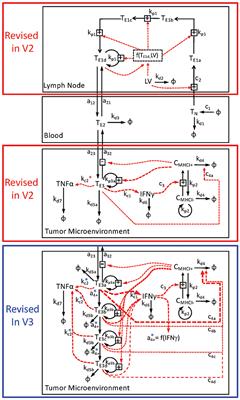 Inferring the Impact of Regulatory Mechanisms that Underpin CD8+ T Cell Control of B16 Tumor Growth In vivo Using Mechanistic Models and Simulation